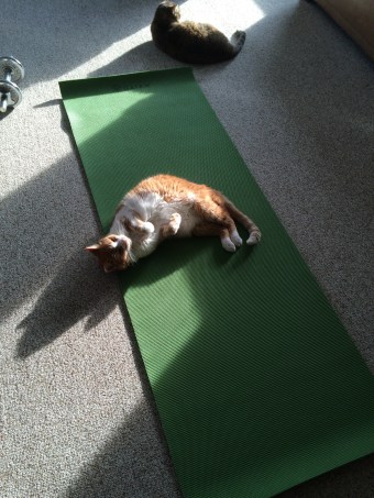 yoga cat